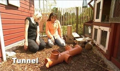 Fitness für Meerschweinchen Fitness für Meerschweinchen