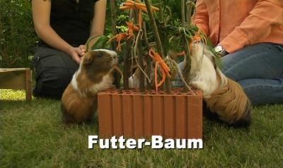 Fitness für Meerschweinchen Fitness für Meerschweinchen