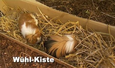 Fitness für Meerschweinchen Fitness für Meerschweinchen