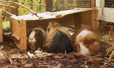 Fitness für Meerschweinchen Fitness für Meerschweinchen