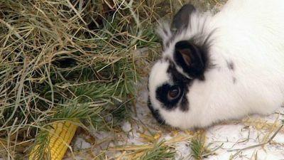 hundkatzemaus Wintertipps hundkatzemaus Wintertipps