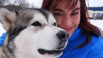 Hunde im Schnee Hunde im Schnee