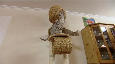 Katzen-Kratzbaumtest Katzen-Kratzbaumtest