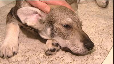 hukamau Tieranwältin Hundekauf hukamau Tieranwältin Hundekauf