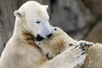Knut Eisbär Berlin Zoo Knut Eisbär Berlin Zoo