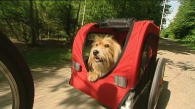Hukamaus Hund auf Fahrrad Hukamaus Hund auf Fahrrad