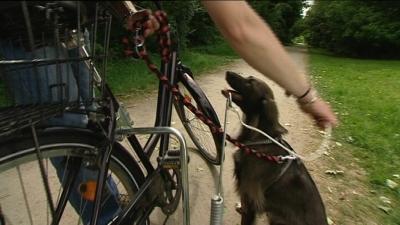 Hukamaus Hund auf Fahrrad Hukamaus Hund auf Fahrrad