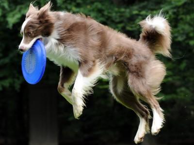 Hunde-Lexikon Hunde-Lexikon