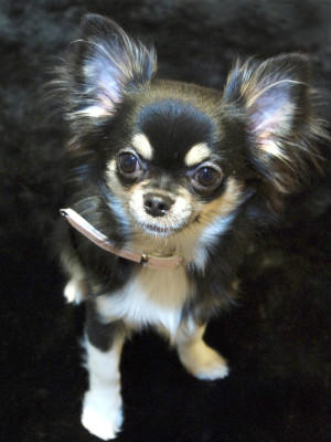 Hunde-Lexikon Hunde-Lexikon