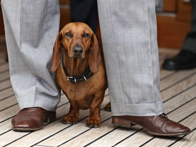 Hunde-Lexikon Hunde-Lexikon