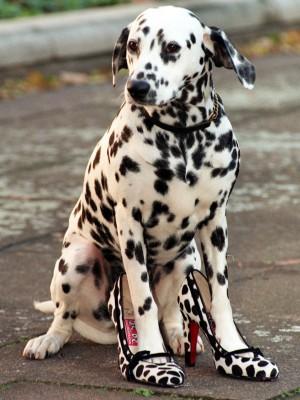 Hunde-Lexikon Hunde-Lexikon