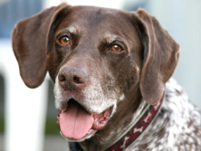 Hunde-Lexikon Hunde-Lexikon