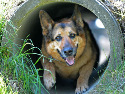 Hunde-Lexikon Hunde-Lexikon