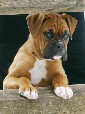 Hunde-Lexikon Hunde-Lexikon