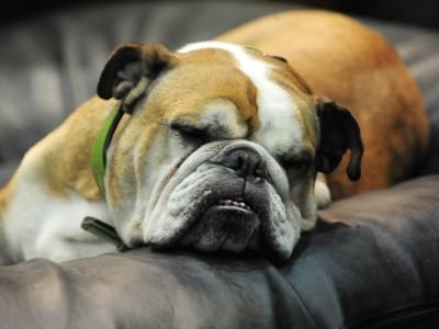 Hunde-Lexikon Hunde-Lexikon
