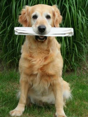 Hunde-Lexikon Hunde-Lexikon