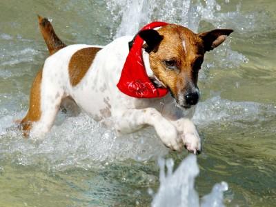 Hunde-Lexikon Hunde-Lexikon