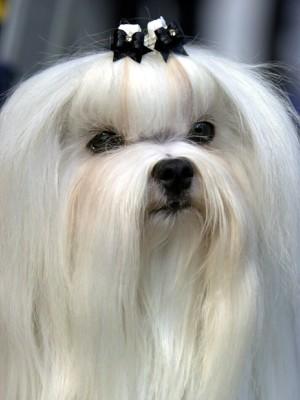 Hunde-Lexikon Hunde-Lexikon