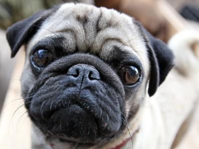 Hunde-Lexikon Hunde-Lexikon