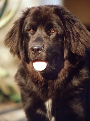 Hunde-Lexikon Hunde-Lexikon