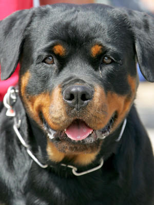 Hunde-Lexikon Hunde-Lexikon