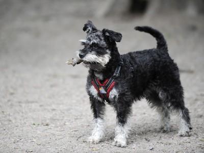 Hunde-Lexikon Hunde-Lexikon