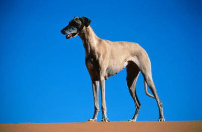 Hunde-Lexikon Hunde-Lexikon