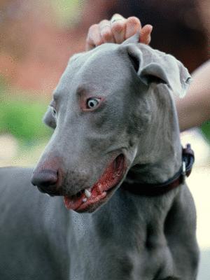 Hunde-Lexikon Hunde-Lexikon