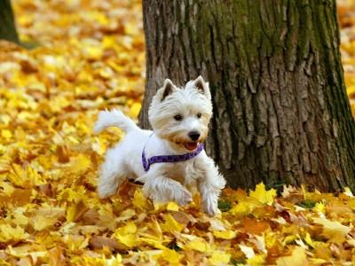 Hunde-Lexikon Hunde-Lexikon