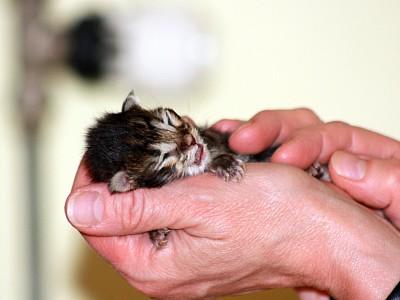 FZ Katzen-Reportage FZ Katzen-Reportage