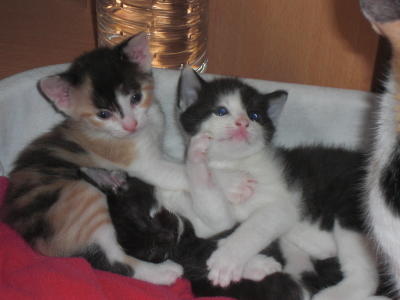 FZ Katzen-Reportage FZ Katzen-Reportage