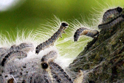 Gefährliche Tiere in Australien Gefährliche Tiere in Australien