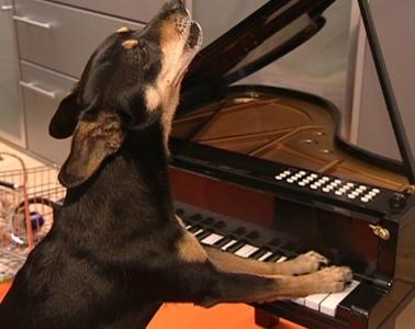 Trickdog neu Trickdog neu