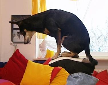 Trickdog neu Trickdog neu