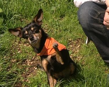 Trickdog neu Trickdog neu