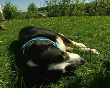 Trickdog neu Trickdog neu