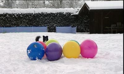 hkm_hundespecial_spaß im schnee hkm_hundespecial_spaß im schnee