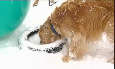 hkm_hundespecial_spaß im schnee hkm_hundespecial_spaß im schnee