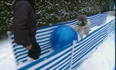 hkm_hundespecial_spaß im schnee hkm_hundespecial_spaß im schnee