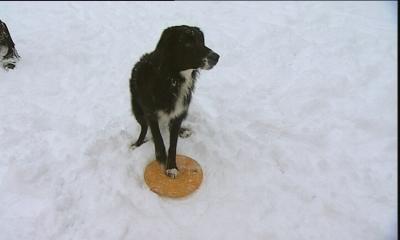 hkm_hundespecial_spaß im schnee hkm_hundespecial_spaß im schnee
