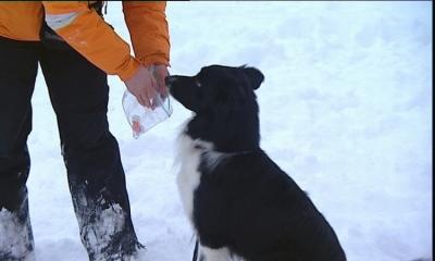 hkm_hundespecial_spaß im schnee hkm_hundespecial_spaß im schnee