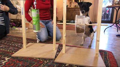 hkm_hundespecial_spielzeugbasteln hkm_hundespecial_spielzeugbasteln