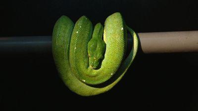 hkm_baumpythons hkm_baumpythons