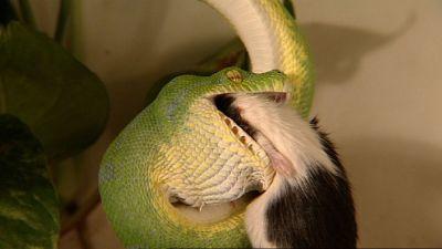 hkm_baumpythons hkm_baumpythons