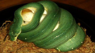 hkm_baumpythons hkm_baumpythons