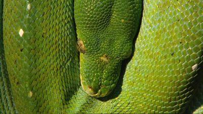 hkm_baumpythons hkm_baumpythons