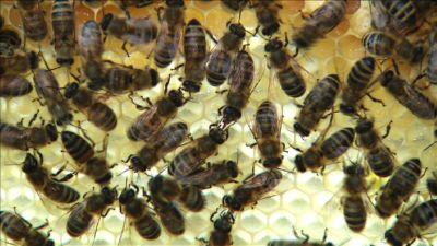 hkm_20120630_bienenhaltung hkm_20120630_bienenhaltung