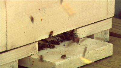 hkm_20120630_bienenhaltung hkm_20120630_bienenhaltung