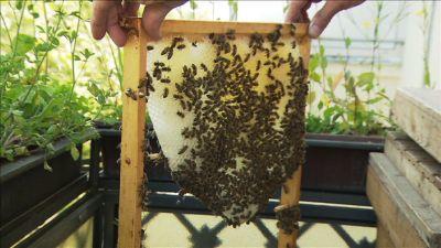 hkm_20120630_bienenhaltung hkm_20120630_bienenhaltung