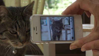 Tiere vermisst Tiere vermisst